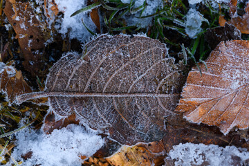 Immagine invernale di foglie  ghiacciate su un prato innevato