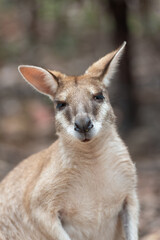 Close Up Of Wallabe In Australia © daniele russo