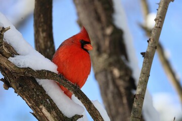 A Northern red cardinal perched on a tree