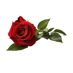 Fototapeta premium A stunning red rose placed beside a blank card on a clean transparent background for heartfelt expressions, Beautiful red rose and card isolated on transparent background