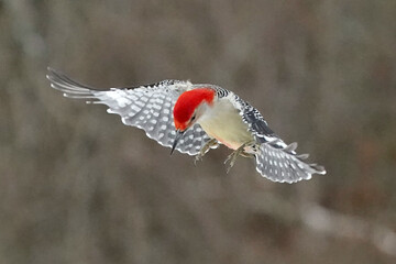 Obraz premium Red Bellied male Woodpeckers, probably father and son, against winter background forested