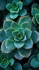 A close-up of a lush green succulent plant with layered leaves.
