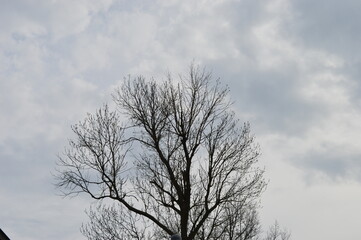 Barren tree branches against a cloudy sky on a cool day in late autumn