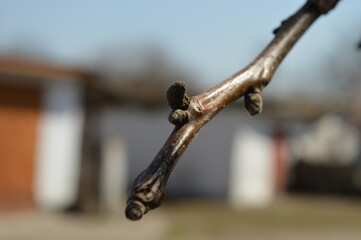 Close-up view of a branch highlighting details of nature in a suburban area on a clear day