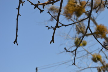 Branches with Mistletoe Against a Clear Blue Sky Capturing Winter's Beauty