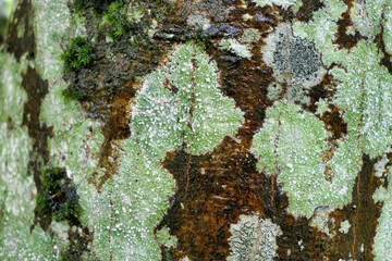 Lichen covered bark of a European Beech Tree (Fagus sylvatica). © plazaccameraman