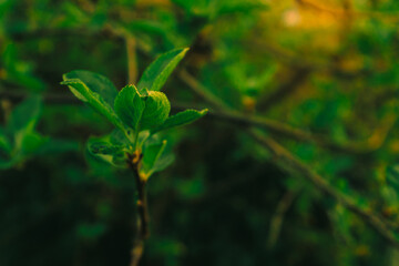 The bud after the apple tree blossoms. Young leaves of an apple tree just blossoming on a branch