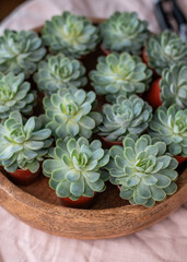 Adventskranz basteln, Dekoration Weihnachten, Kranz mit Moos, Flechten, Sukkulenten, Tannengrün selber machen