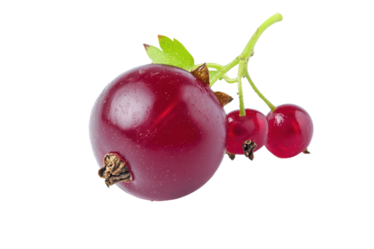 A Currant Affair with isolated on transparent background