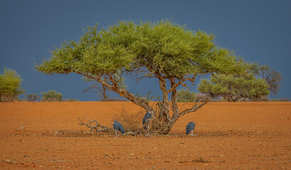 Marabu