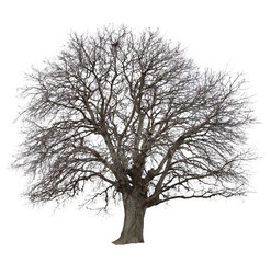 Obraz premium Leafless tree with branches on white or transparent background, PNG