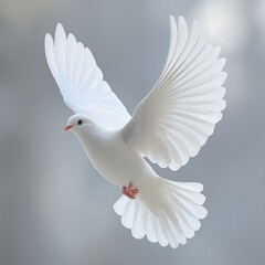 Obraz premium A stunning white dove spreads its wings in graceful flight.