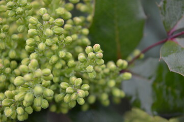 Close-up view of clusters of green buds surrounded by foliage in a natural setting during the day