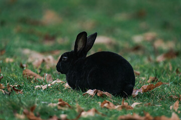 Black feral bunny in Qualicum Beach, Vancouver Island, British Columbia, Canada