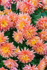 pink Korean chrysanthemum flowers