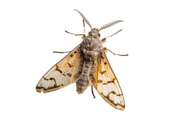 Brown and white moth insect with spread wings close up isolated on Transparent Background