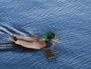 Obraz premium Mallard Duck Swimming on lake