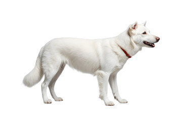 Obraz premium Full shot of a white dog with a red collar isolated on transparent background