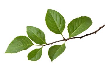 Fresh Green Leaves on Branch Isolated on Transparent Background