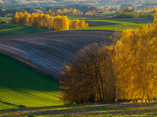 An autumn agricultural landscape.. Here is an image depicting an autumn agricultural landscape with picturesque fields, trees in fall colors, and a peaceful rural setting. Roztocze. Poland.