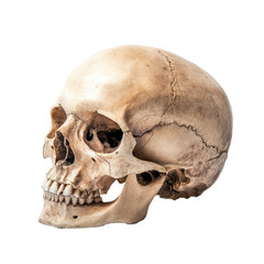 Obraz premium A detailed human skull isolated against a plain transparent background showcasing its anatomical features, A Human Skull Isolated on a transparent background