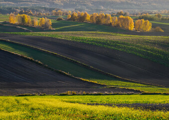 An autumn agricultural landscape.. Here is an image depicting an autumn agricultural landscape with picturesque fields, trees in fall colors, and a peaceful rural setting. Roztocze. Poland.