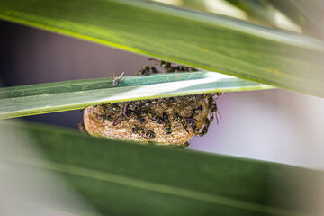 Fototapeta premium Close Up Macro of Paper Wasps (umbrella vespid) on a Paper Wasp Nest, hanging from a palm leaf.