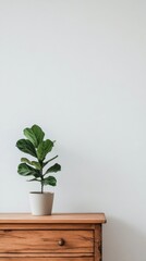 Fototapeta premium Stylish wooden sideboard with potted plant and decorative vase in modern interior design