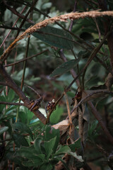 Chapulín en hojas verdes, en bosque