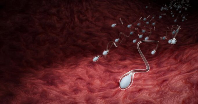 The sperm is directed towards the egg. To do human mating. A pre-fertilization model between an egg and a sperm. 3D Rendering