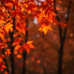 maple leaves in autumn