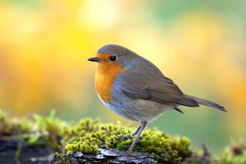 Fototapeta premium Garden Birds. Robin Erithacus rubecula in the wild