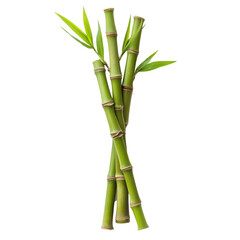 Obraz premium Fresh bamboo shoots displayed isolated against a clean transparent background for culinary and decorative uses, Bamboo shoot isolated on transparent background