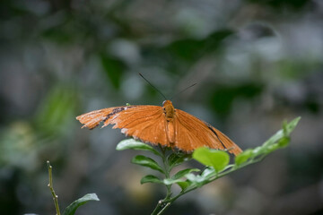 The Julia butterfly (Dryas iulia).