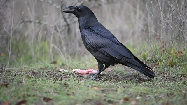 Common Raven Corvus corax Taking Chicken Skin in Its Beak and Walking Away. Slow motion.