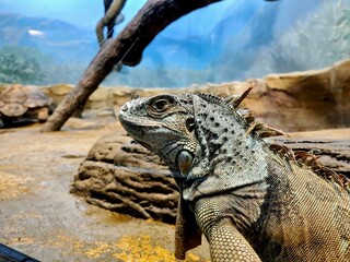 Green lizard sits in a zoo terrarium