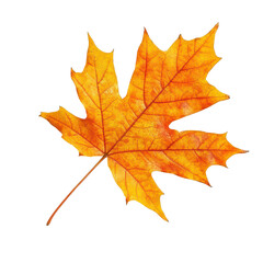 Fototapeta premium Vibrant orange maple leaf isolated on a transparent background showcasing autumn's beauty and natural elegance, Beautiful maple leave isolated transparent background