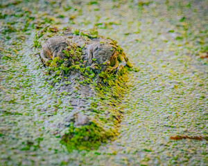 Alligator Hidden Beneath Algae-Covered Water Surface