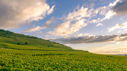Sunlit Vineyard Hillside Under Dramatic Evening Sky