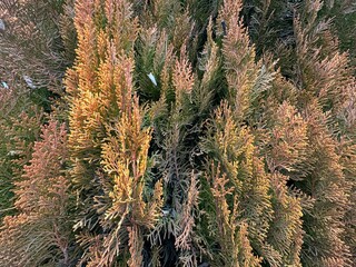 The leaves and cones of the 'Rheingold' variety golden yellow and coppery orange. Colorful background texture of Platycladus orientalis, Chinese thuja, Chinese arborvitae, biota or Oriental thuja.
