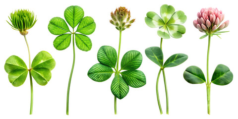 Fototapeta premium clover isolated on white