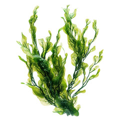 Vibrant green algae isolated on a transparent background showcasing intricate textures and shapes, Algaeisolated on transparent background Algae