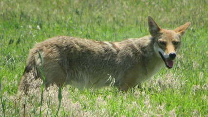 Fototapeta premium Coyote in a grassy field 
