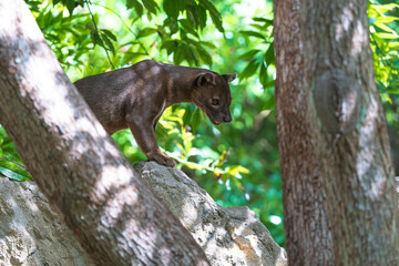 .photographs of fossa in its natural habitat in the middle of nature