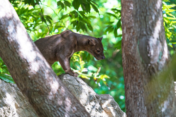 Obraz premium .photographs of fossa in its natural habitat in the middle of nature