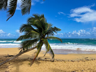 Plage des caraïbes dans une réserve naturelle avec une mer bleue turquoise et un cocotier au...