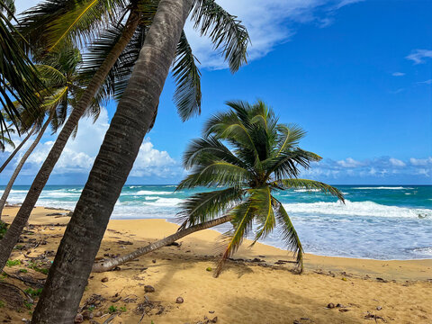 Plage des cara&iuml;bes dans une r&eacute;serve naturelle avec une mer bleue turquoise et de nombreux cocotiers au premier plan  et une tr&egrave;s grande plage de sable blanc paradisiaque 