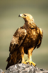 Entpannter Steinadler