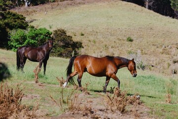 Two horses graze in a grassy field, enjoying the sunny day. , PORT CHARLES, COROMANDEL PENINSULA,...