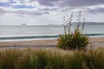 Coastal scene with dramatic sky, waves gently lapping the shore, and native New Zealand flax plants. Tranquil beach landscape. SIMPSON BEACH, WHITIANGA, COROMANDEL PENINSULA, NEW ZEALAND